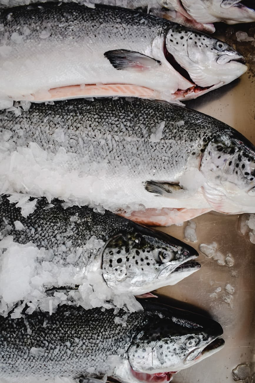 Atlantic salmon whole